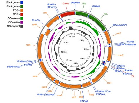 www.sixline.com 2021|Complete mitochondrial genome of the six.